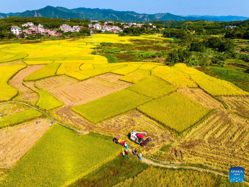 Foto dron bertarikh 22 Oktober 2026 ini menunjukkan sebuah jentera pertanian menuai padi di pekan Xiaying, daerah Wanxiu, bandar Wuzhou, wilayah autonomi Zhuang Guangxi, selatan China. (Foto oleh He Huawen/Xinhua)