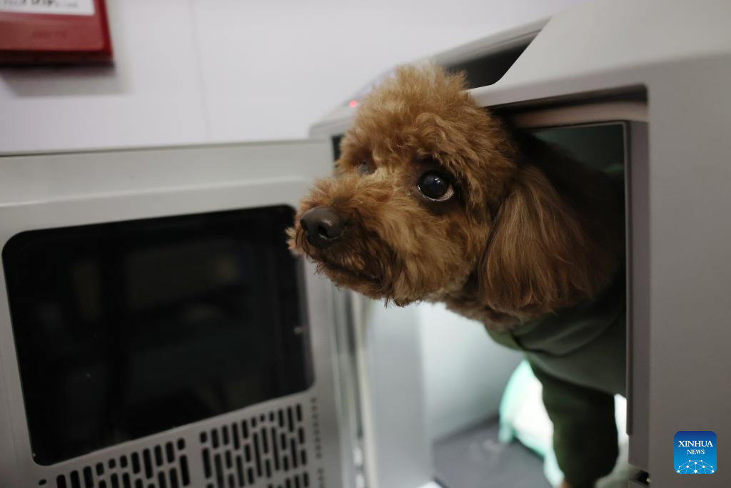 Seekor anjing masuk bekas pengangkutan di tempat penyerahan haiwan kesayangan Stesen Kereta Api Barat Lanzhou, provinsi Gansu, barat laut China, 1 Februari 2026. (Xinhua/Chen Bin)