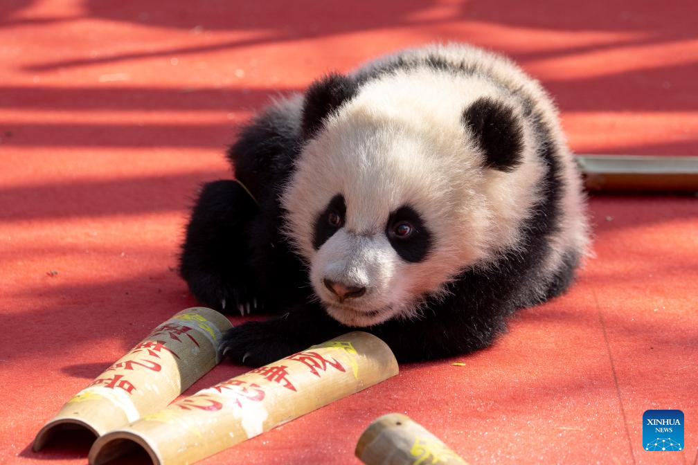 Seekor anak panda gergasi diambil gambar semasa acara persembahan berkumpulan sempena sambutan Tahun Baharu Cina di Pangkalan Penyelidikan Pembiakan Panda Gergasi Chengdu, provinsi Sichuan, barat daya China, 4 Februari 2026. (Xinhua/Chen Juwei)