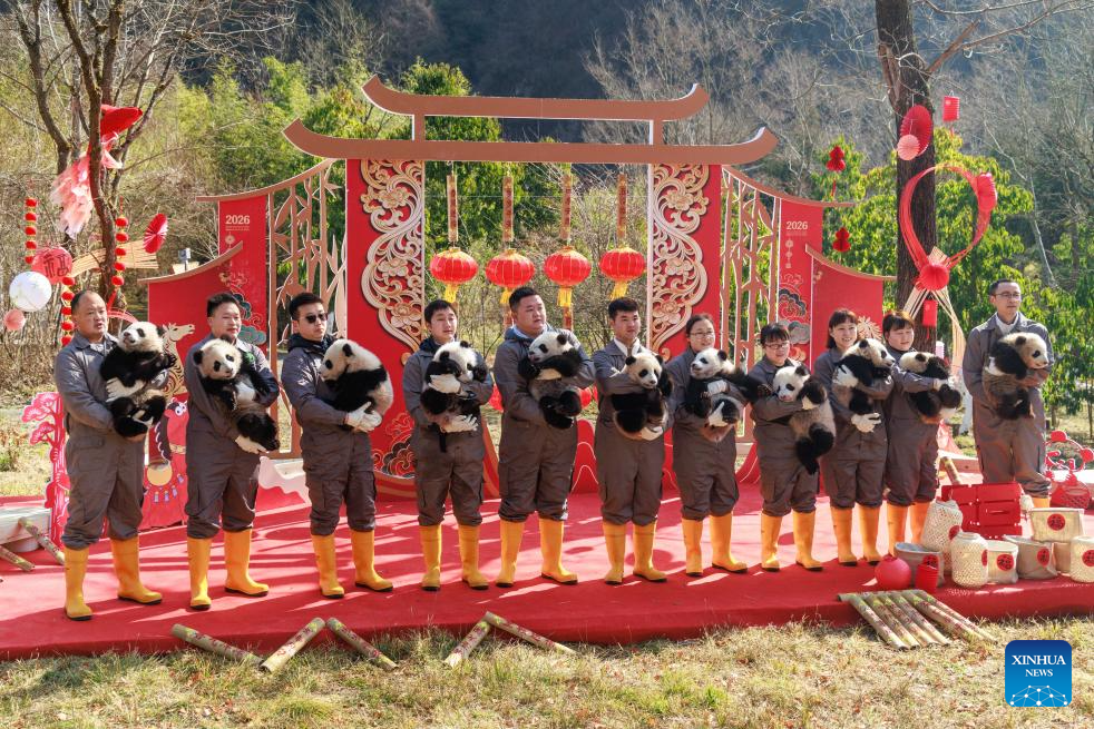 Anak panda gergasi dan penjaga diambil gambar semasa acara persembahan berkumpulan sempena Tahun Baharu Cina di Pangkalan Penyelidikan Pembiakan Panda Gergasi Chengdu, provinsi Sichuan, barat daya China, 4 Februari 2026. (Xinhua/Chen Juwei)
