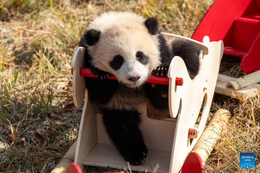 Seekor anak panda gergasi bermain kuda kayu di pangkalan Shenshuping kendalian Pusat Pemuliharaan dan Penyelidikan Panda Gergasi Wolong, provinsi Sichuan, barat daya China, 5 Februari 2026. (Photo by Chen Juwei/Xinhua)