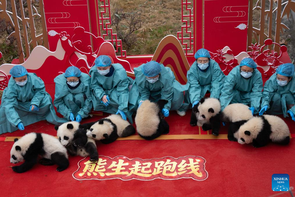 Anak panda gergasi dan penjaga diambil gambar semasa acara persembahan berkumpulan sempena Tahun Baharu Cina di Pangkalan Penyelidikan Pembiakan Panda Gergasi Chengdu, provinsi Sichuan, barat daya China, 4 Februari 2026. (Xinhua/Xu Bingjie)