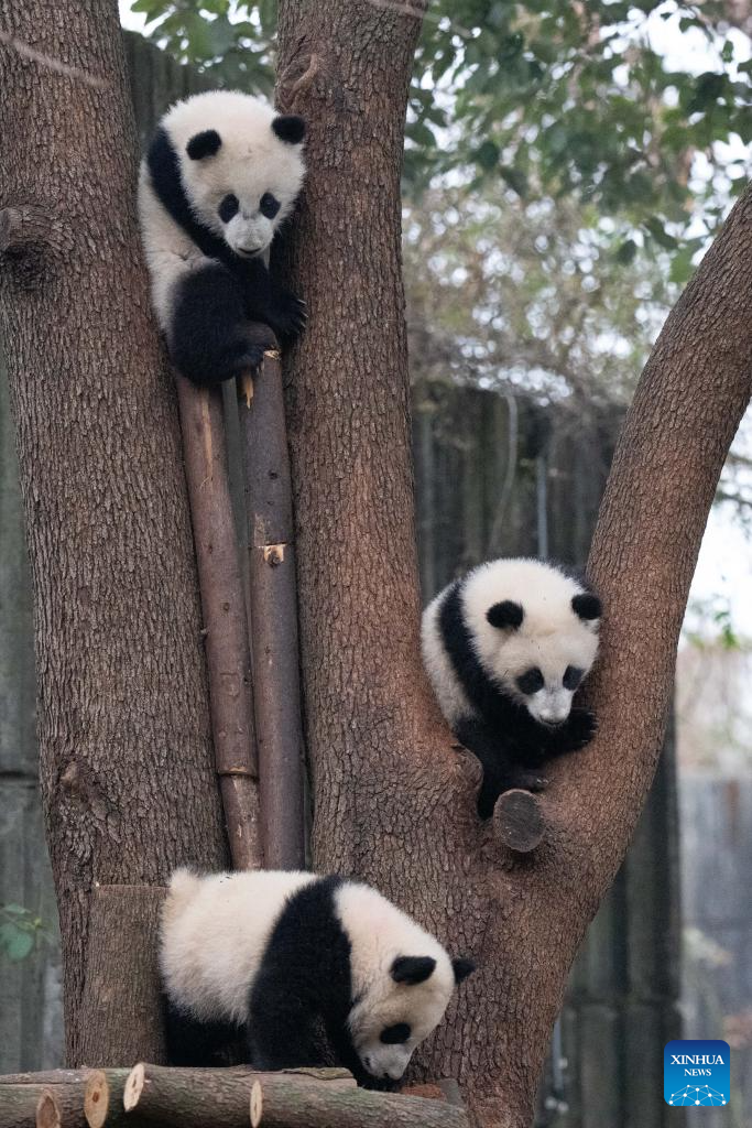 Anak panda gergasi memanjat pokok di Pangkalan Penyelidikan Pembiakan Panda Gergasi Chengdu, provinsi Sichuan, barat daya China, 4 Februari 2026. (Xinhua/Xu Bingjie)