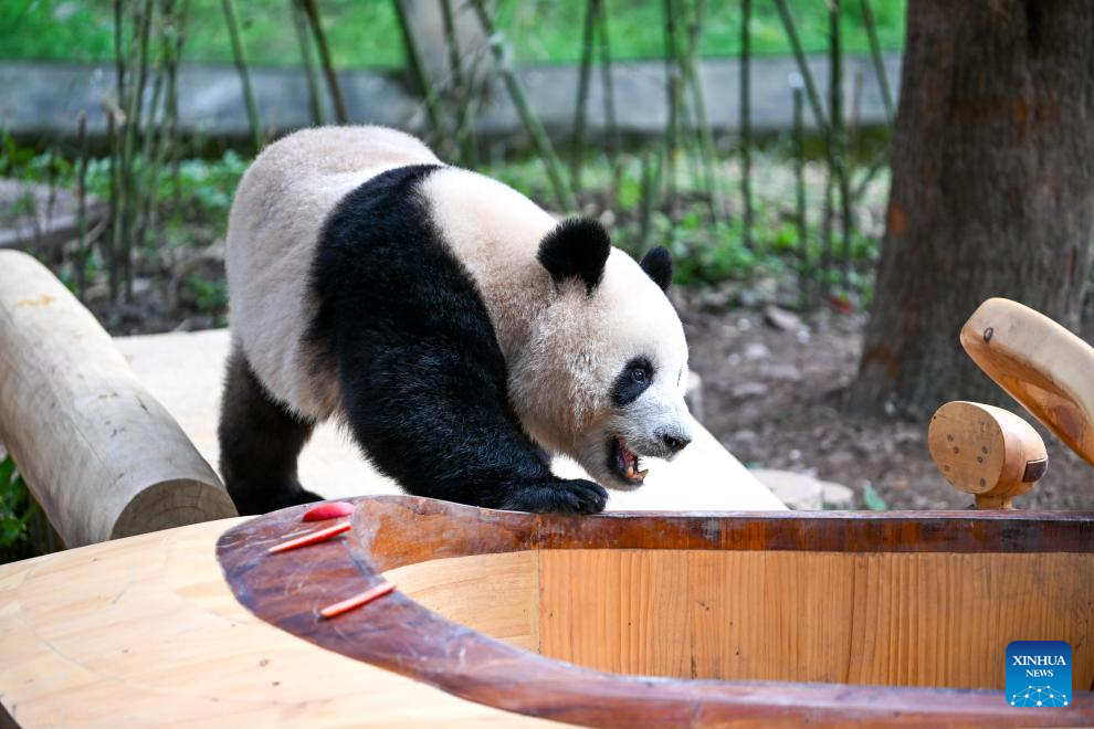 Seekor panda gergasi bermain dengan gembira di Zoo Chongqing, barat daya China, 24 Februari 2026. (Xinhua/Tang Yi)