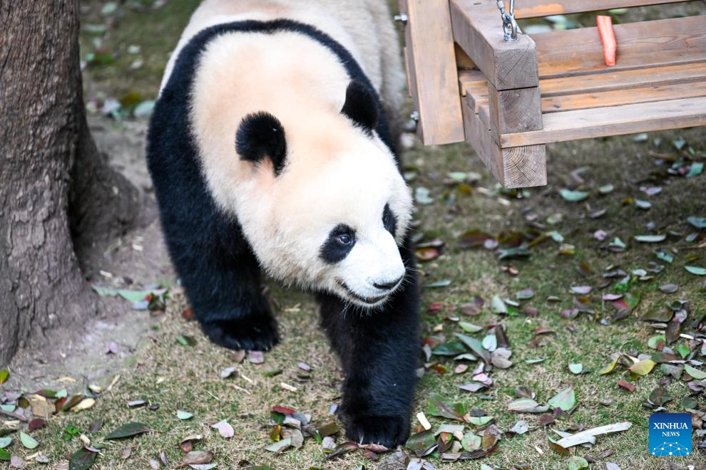 Seekor panda gergasi bermain dengan gembira di Zoo Chongqing, barat daya China, 24 Februari 2026. (Xinhua/Tang Yi)
