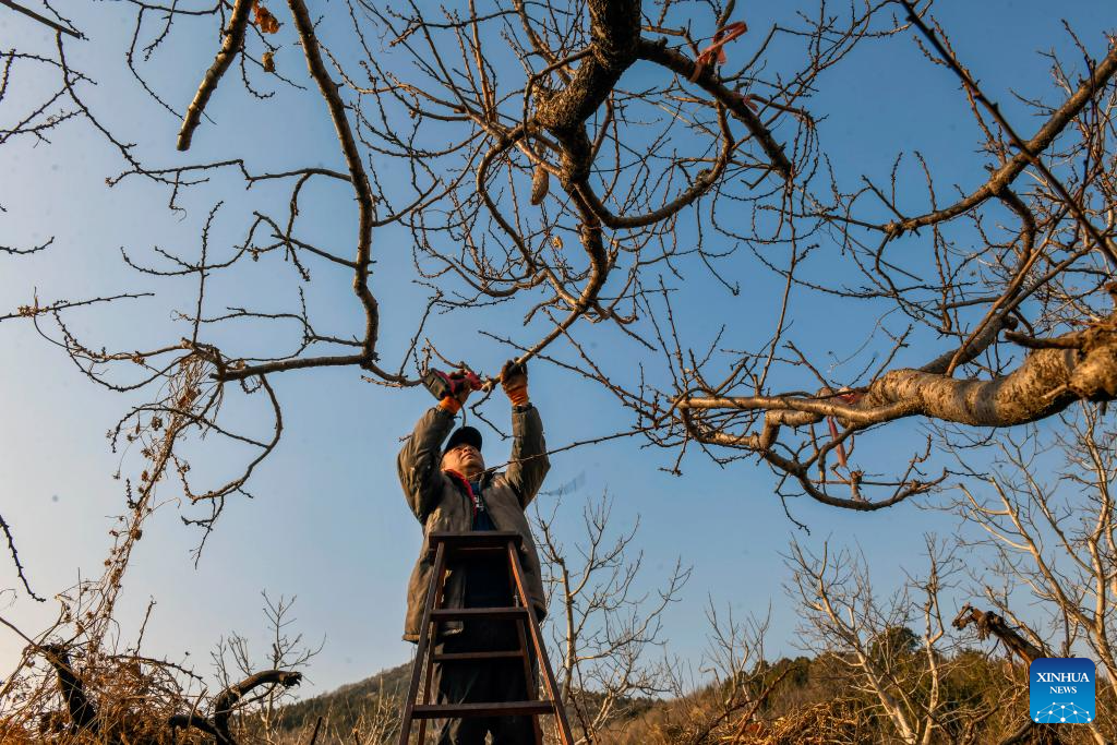 Seorang petani memangkas pokok di daerah Pinggu, Beijing, ibu negara China, 24 Februari 2026. (Foto oleh Liu Mancang/Xinhua)