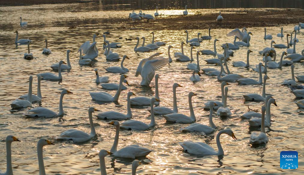 Burung swan berehat di sungai Daling, bandar Chaoyang, provinsi Liaoning, 25 Februari 2026. (Xinhua/Hu Jingwen)