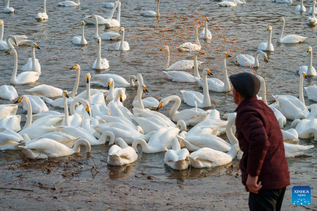 Seorang lelaki memberi makan kepada burung swan di sungai Daling, bandar Chaoyang, provinsi Liaoning, 25 Februari 2026. (Xinhua/Hu Jingwen)