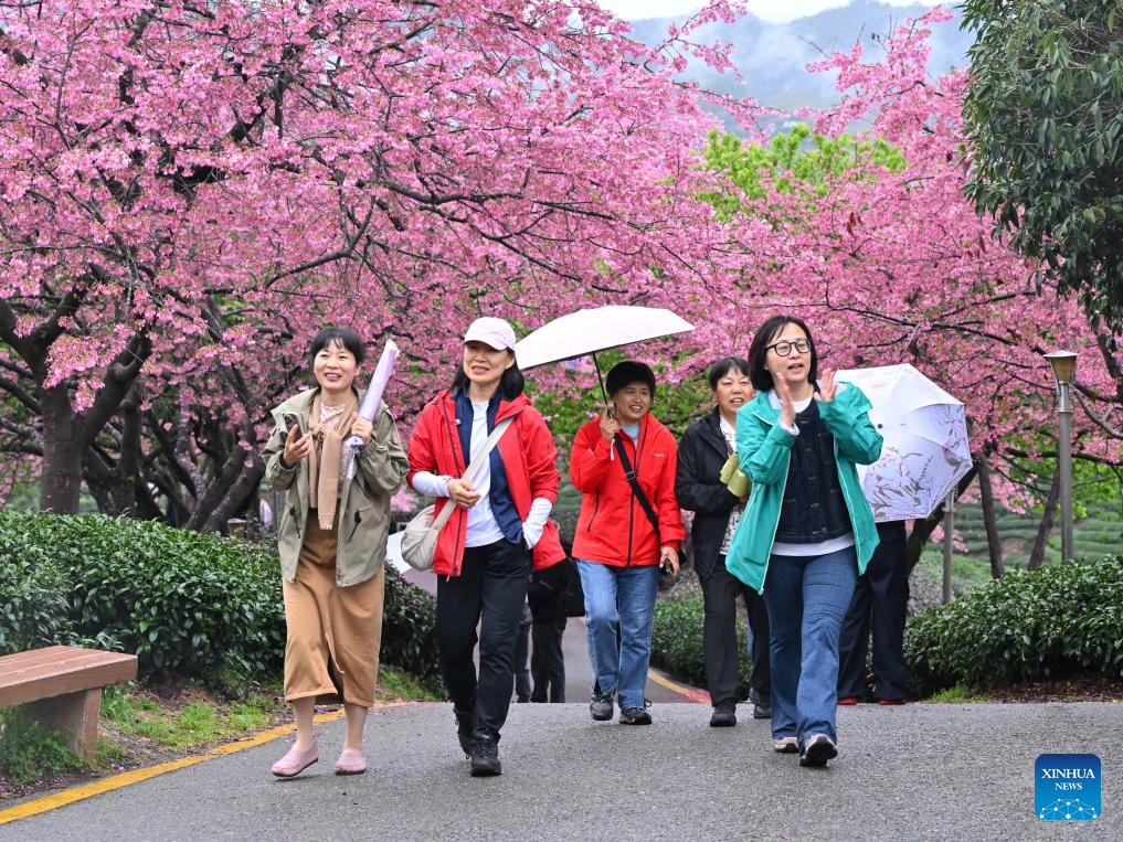 Pelancong melihat bunga ceri di sebuah kebun teh di pekan Yongfu, bandar Zhangping, provinsi Fujian, tenggara China, 28 Februari 2026. (Xinhua/Jiang Kehong)