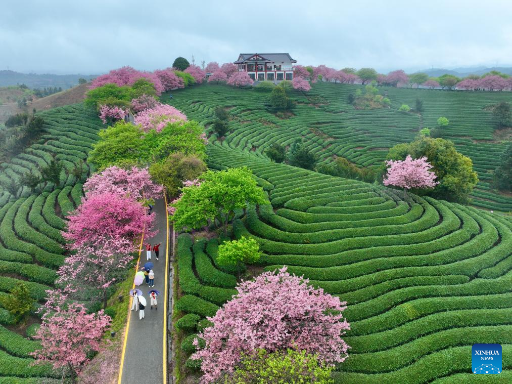 Foto udara bertarikh 28 Februari 2026 menunjukkan pepohon bunga ceri di sebuah kebun teh di pekan Yongfu, bandar Zhangping, provinsi Fujian, tenggara China. (Xinhua/Jiang Kehong)