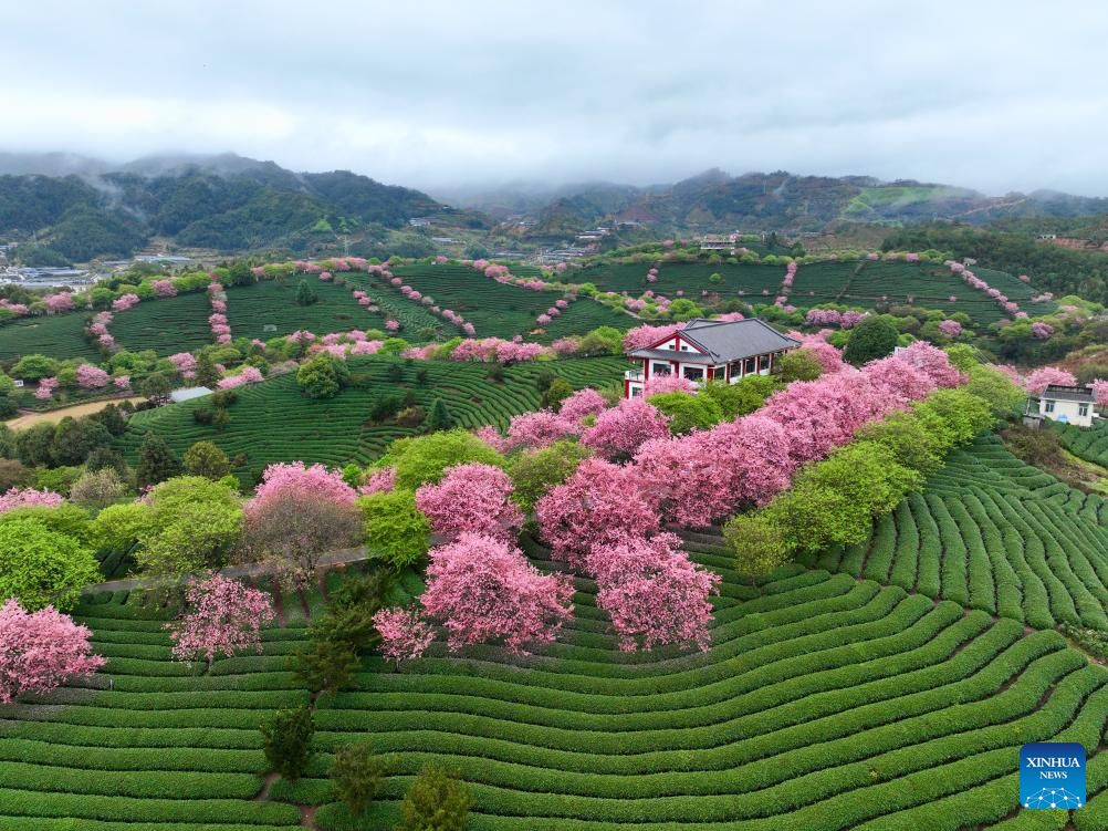 Foto udara bertarikh 28 Februari 2026 menunjukkan pepohon bunga ceri di sebuah kebun teh di pekan Yongfu, bandar Zhangping, provinsi Fujian, tenggara China. (Xinhua/Jiang Kehong)