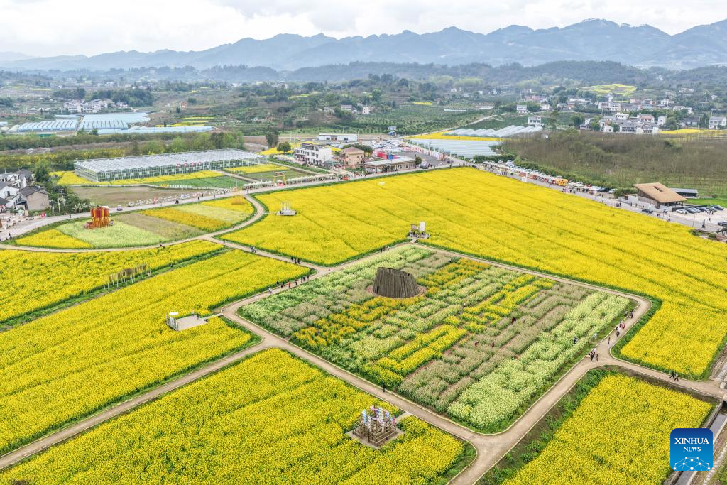 Foto dron bertarikh 9 Mac 2026 memaparkan panorama ladang bunga sesawi di kampung Jiangjun, pekan Qitang, bandar Chongqing, barat daya China. (Xinhua/Tang Yi)