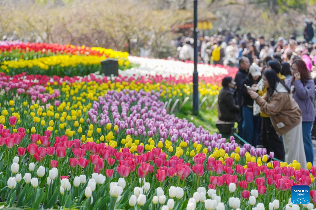 Pelancong menikmati kemekaran bunga tulip di kawasan peranginan Tasik Barat di Hangzhou, provinsi Zhejiang, timur China, 11 Mac 2026. (Xinhua/Huang Zongzhi)