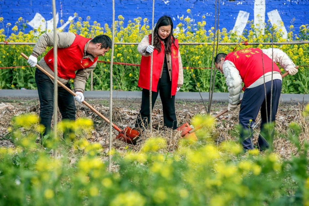 Sukarelawan mengambil bahagian dalam acara menanam pokok di kaunti Boai, bandar Jaiozuo, provinsi Henan, tengah China, 11 Mac 2026. (Foto oleh Cheng Quan/Xinhua)