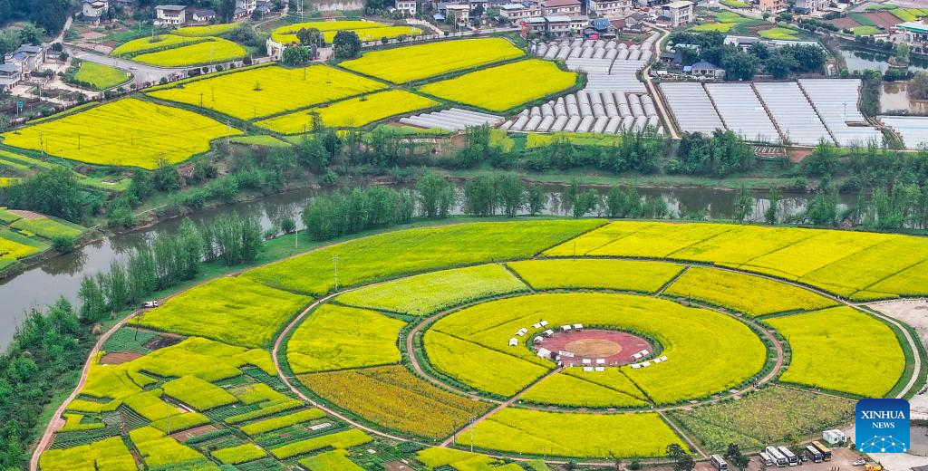 Foto dron bertarikh 12 Mac 2026 ini memaparkan pemandangan ladang bunga sesawi di kawasan peranginan Chongkan, daerah Tongnan, bandar Chongqing, barat daya China. (Xinhua/Wang Quanchao)