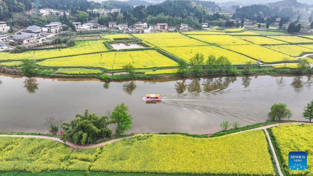 Foto dron bertarikh 12 Mac 2026 ini menunjukkanpelancong berbahagia di ladang bunga sesawi di kawasan peranginan Chongkan, daerah Tongnan, bandar Chongqing, barat daya China. (Xinhua/Wang Quanchao)