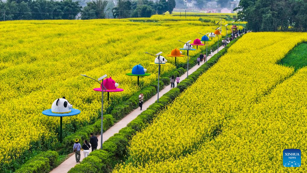 Foto dron bertarikh 12 Mac 2026 ini menunjukkan seorang pelancong sedang melawat ladang bunga sesawi di kawasan peranginan Chongkan, daerah Tongnan, bandar Chongqing, barat daya China. (Xinhua/Wang Quanchao)