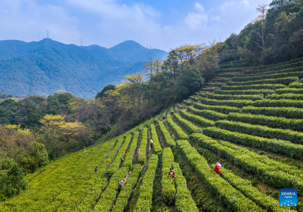 Seorang petani memetik daun teh di sebuah kebun teh di kampung Manbeng, kaunti Menghai, kawasan autonomi Dai Xishuangbanna, provinsi Yunnan, selatan China, 15 Mac 2026. (Foto oleh Li Yunsheng/Xinhua)
