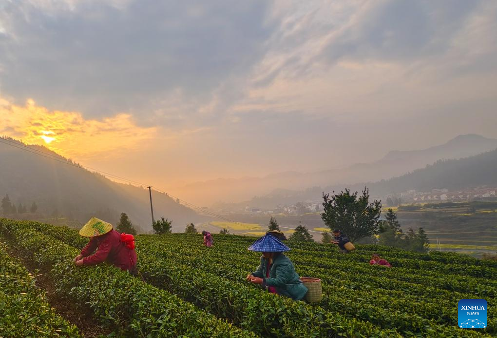 Seorang petani memetik daun teh di sebuah kebun teh di kampung Manbeng, kaunti Menghai, kawasan autonomi Dai Xishuangbanna, provinsi Yunnan, selatan China, 15 Mac 2026. (Foto oleh Li Yunsheng/Xinhua)