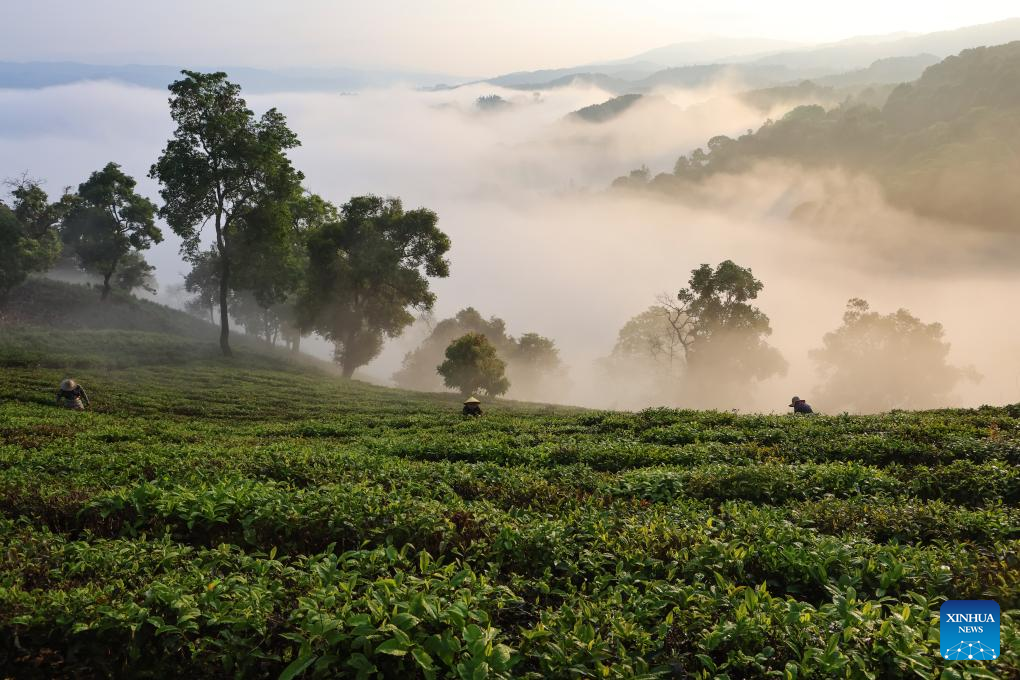 Seorang petani memetik daun teh di sebuah kebun teh di kampung Manbeng, kaunti Menghai, kawasan autonomi Dai Xishuangbanna, provinsi Yunnan, selatan China, 15 Mac 2026. (Foto oleh Li Yunsheng/Xinhua)