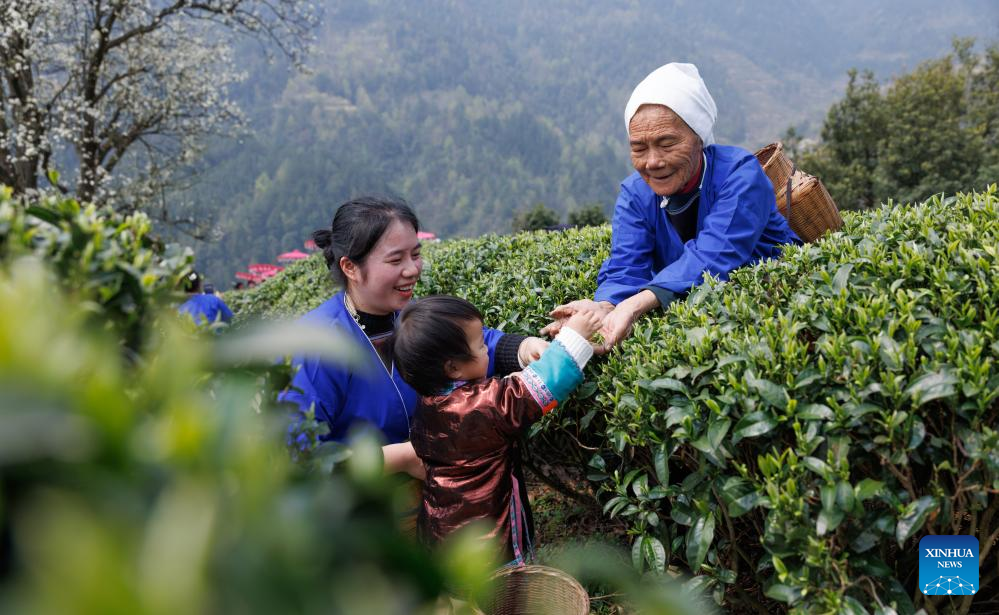 Seorang petani memetik daun teh di sebuah kebun teh di kampung Manbeng, kaunti Menghai, kawasan autonomi Dai Xishuangbanna, provinsi Yunnan, selatan China, 15 Mac 2026. (Foto oleh Li Yunsheng/Xinhua)
