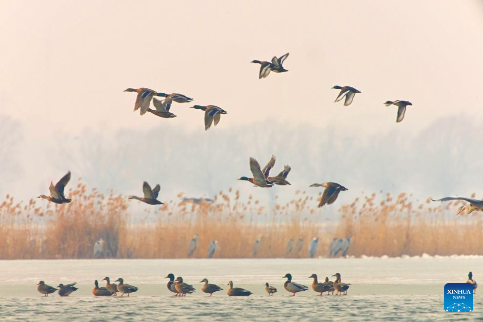 Itik liar dilihat di Qiqihar, provinsi Heilongjiang, timur laut China, 17 Mac 2026. (Foto oleh Wang Yonggang/Xinhua)