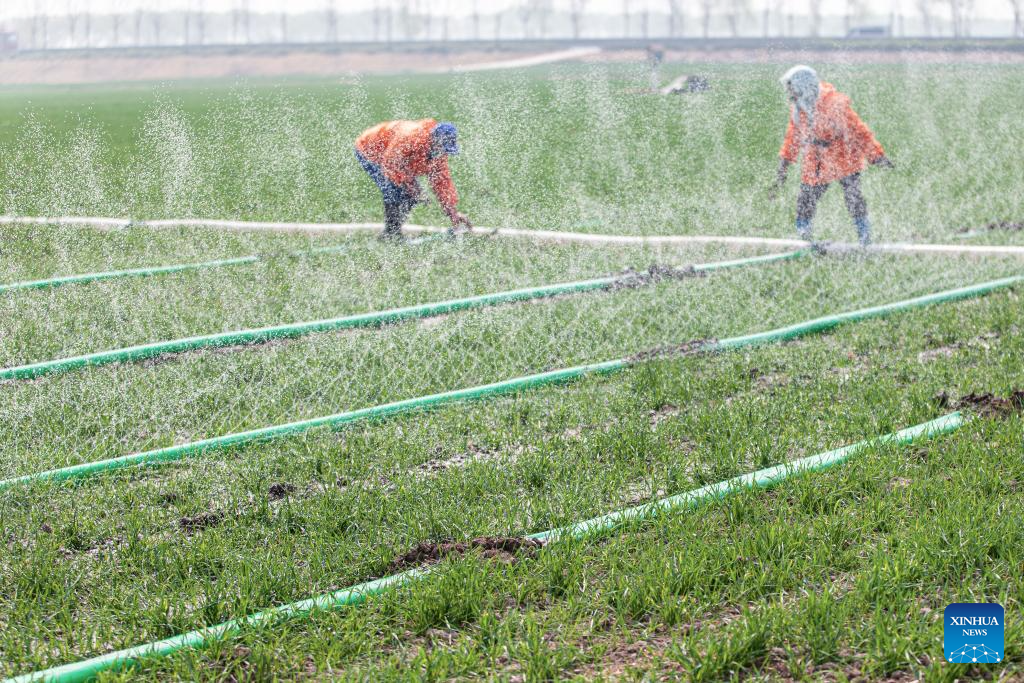 Petani mengairi gandum musim sejuk di pekan Gaocheng, kaunti Gaoqing, bandar Zibo, provinsi Shandong, timur China, 23 Mac 2026. (Foto oleh Zhang Weitang/Xinhua)