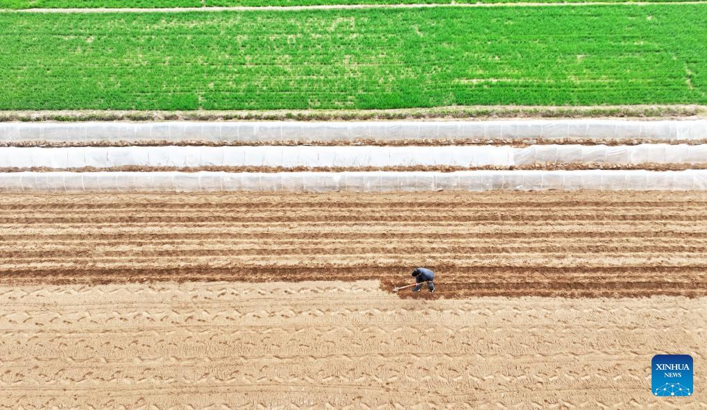 Foto dron pada 23 Mac 2026 menunjukkan petani bekerja di sebuah ladang di kaunti Tancheng, bandar Linyi, provinsi Shandong, timur China. (Foto oleh Zhang Chunlei/Xinhua)
