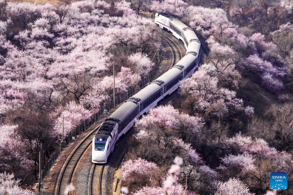 Sebuah kereta api membelah lautan bunga berhampiran seksyen Juyongguan Tembok Besar China di Beijing, 24 Mac 2026. (Foto oleh Liu Mancang/Xinhua)