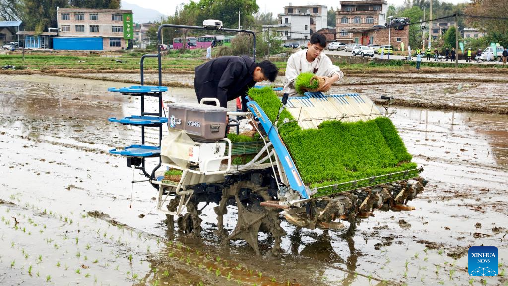 Juruteknik pertanian memuatkan anak benih ke dalam alat ubah padi di kampung Meiyi, pekan Liantang, bandar Hezhou di wilayah autonomi Zhuang Guangxi, selatan China, 25 Mac 2026. (Foto oleh Liao Zuping/Xinhua)