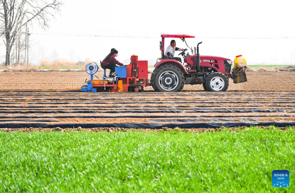 Petani memandu jentera pertanian untuk menanam taro di pekan Nanqiao, kaunti Xingtang, bandar Shijiazhuang di provinsi Hebei, utara China, 25 Mac 2026. (Foto oleh Zhang Xiaofeng/Xinhua)