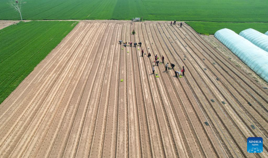 Foto dron pada 25 Mac 2026 ini menunjukkan petani menanam herba Cina di sebuah ladang di kampung Guolou, pekan Huiting, bandar Shangqiu di provinsi Henan, tengah China. (Foto oleh Wang Gaochao/Xinhua)