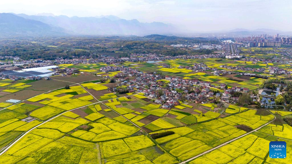 Foto dron ini menunjukkan pelancong melawat sebuah tempat pemandangan bunga sesawi di kampung Chencun, bandar Hanzhong, provinsi Shaanxi, barat laut China, 27 Mac 2026. (Xinhua/Zou Jingyi)