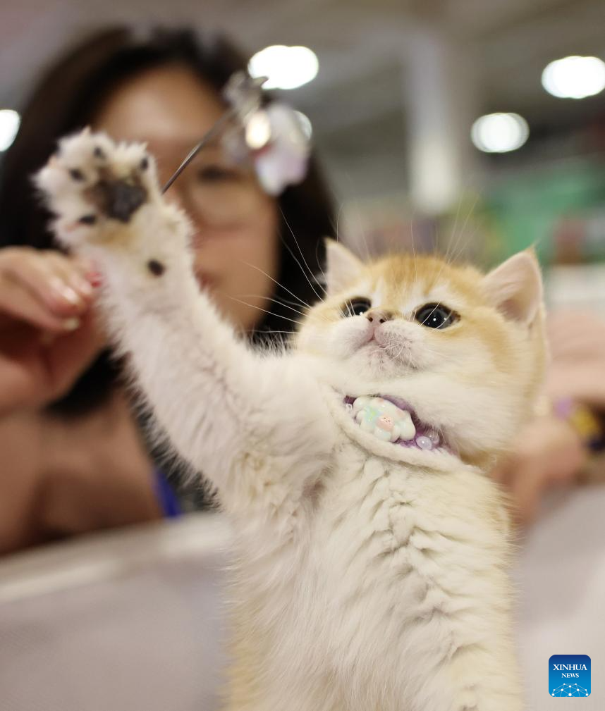 Seekor kucing yang dipamerkan pada ekspo haiwan kesayangan di Lanzhou, provinsi Gansu, barat laut China, 27 Mac 2026. (Xinhua/Chen Bin)