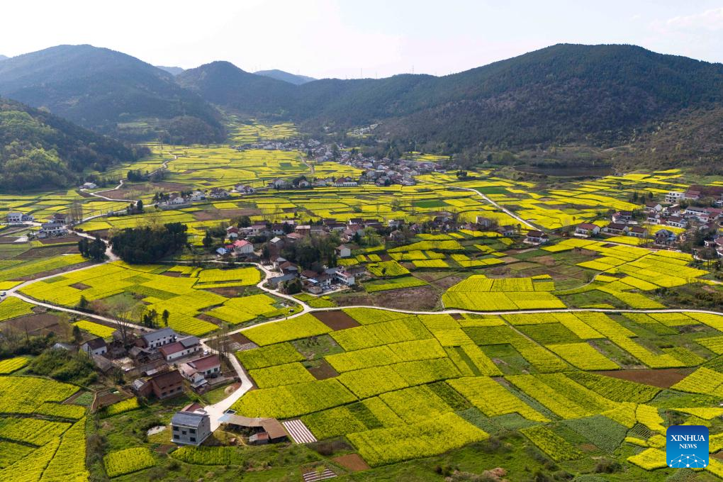 Foto dron ini menunjukkan&nbsp; sebuah tempat pemandangan bunga sesawi di kampung Shuidong, bandar Hanzhong, provinsi Shaanxi, barat laut China, 28 Mac 2026. (Xinhua/Zou Jingyi)