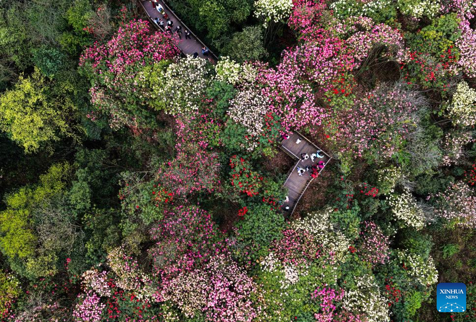Foto dron menunjukkan pelancong melawat sebuah kawasan pemandangan azalea di bandar Bijie, provinsi Guizhou, barat daya China, 1 April 2026. (Xinhua/Yang Wenbin)
