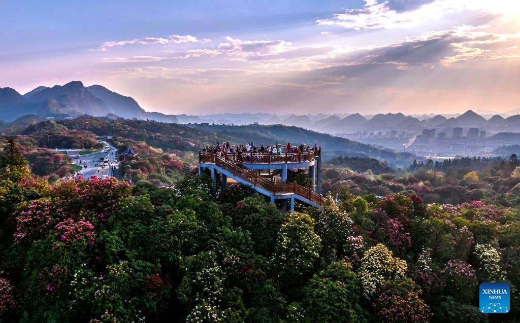 Foto dron menunjukkan pelancong melawat sebuah kawasan pemandangan azalea di bandar Bijie, provinsi Guizhou, barat daya China, 1 April 2026. (Xinhua/Yang Wenbin)