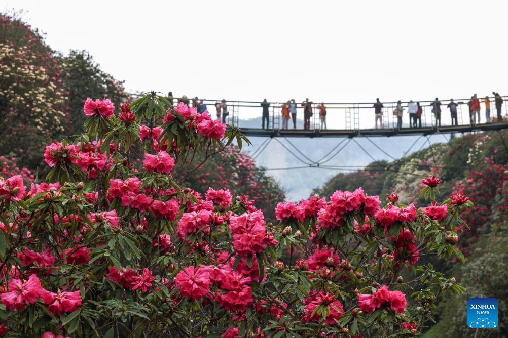 Pelancong melawat sebuah kawasan pemandangan azalea di bandar Bijie, provinsi Guizhou, barat daya China, 1 April 2026. (Xinhua/Liu Xu)