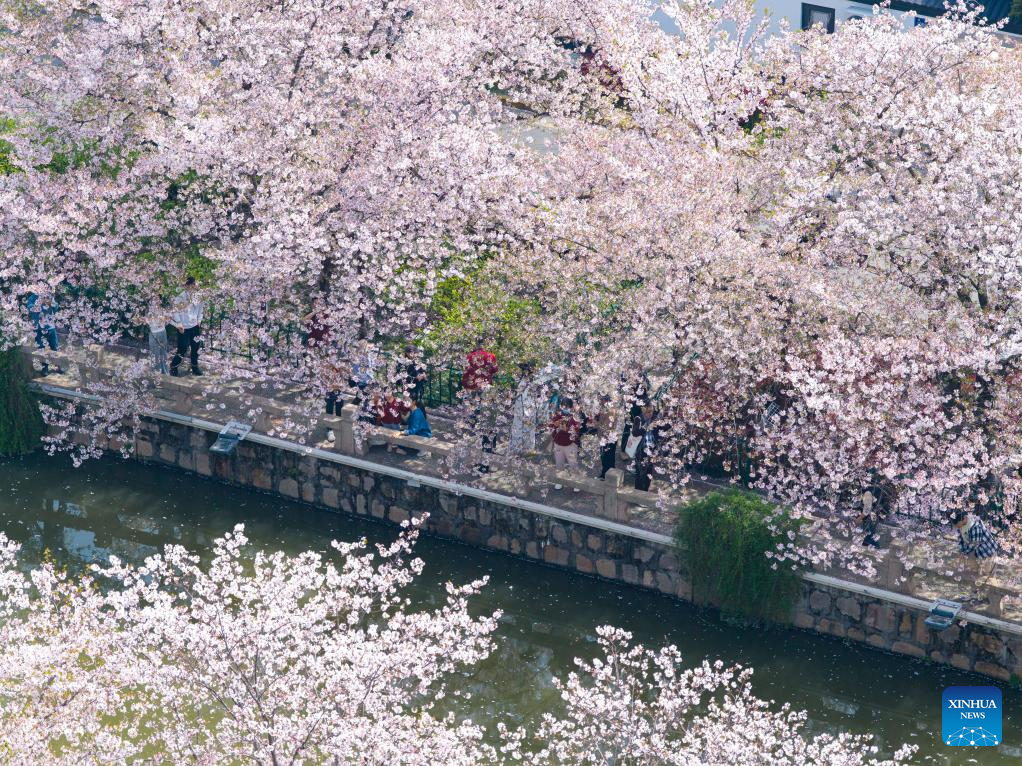 Foto dron pada 5 April 2026 menunjukkan orang ramai sedang melihat bunga ceri di tepi parit semasa cuti Pesta Qingming di bandar Changshu, provinsi Jiangsu, timur China. (Yang Suping/Xinhua)