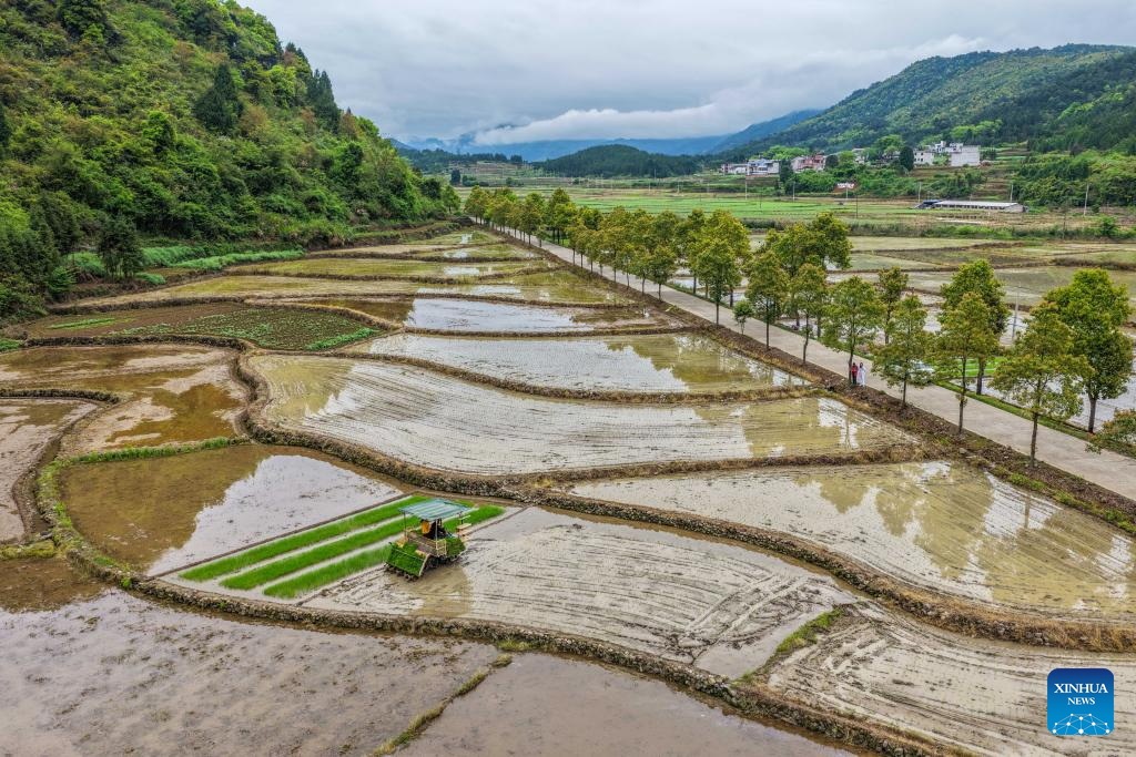 Foto dron bertarikh 7 April 2026 menunjukkan petani sedang menanam anak benih padi awal musim menggunakan jentera pertanian di sebuah sawah di pekan Lefutang, kaunti Daoxian, provinsi Hunan, tengah China. (Jiang Keqing/Xinhua)