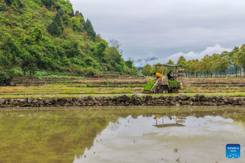 Foto dron bertarikh 7 April 2026 menunjukkan petani sedang menanam anak benih padi awal musim di sebuah sawah di pekan Lefutang, kaunti Daoxian, provinsi Hunan, tengah China. (Jiang Keqing/Xinhua)