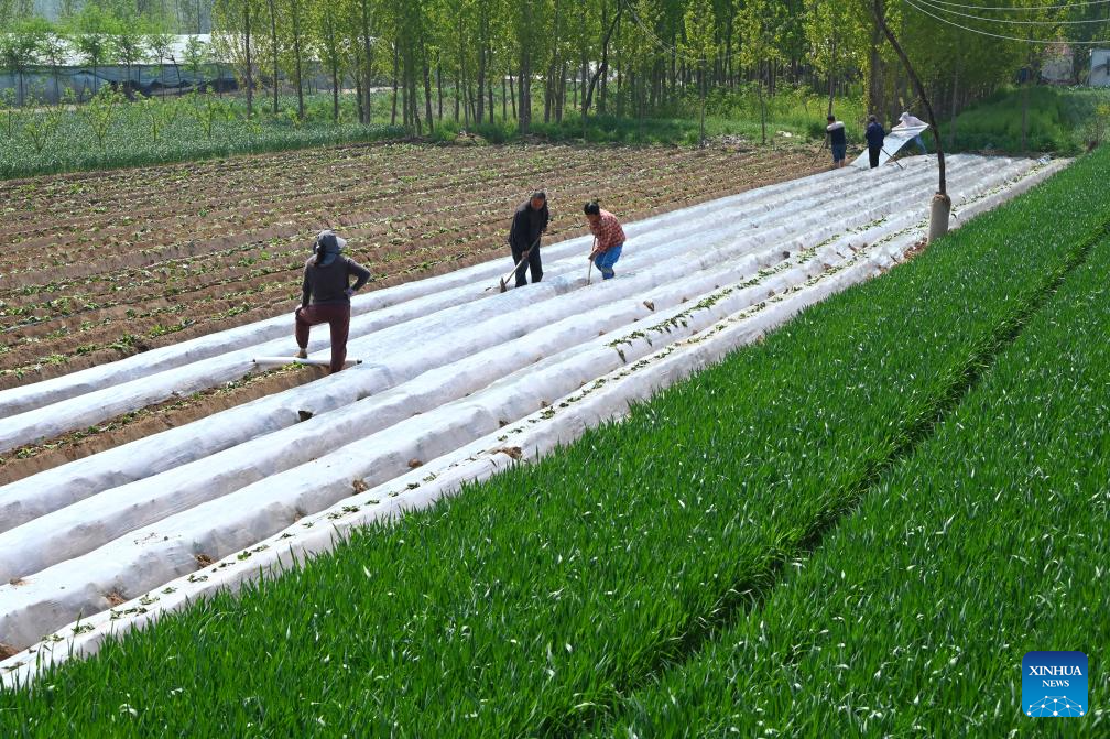 Petani menutup anak benih keledek dengan lapisan sungkup di daerah Gulou, bandar Kaifeng, provinsi Henan, tengah China, 7 April 2026. (Li Junsheng/Xinhua)