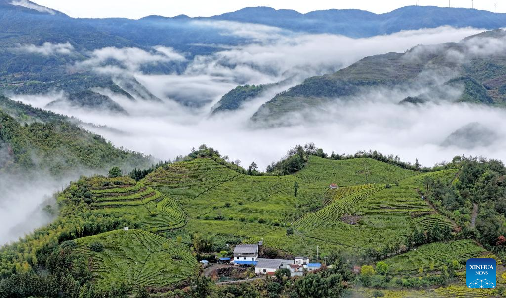 Foto dron bertarikh 12 April 2026 ini memaparkan pemandangan di sebuah kebun teh di pekan Hengxi, kaunti Xianju, bandar Taizhou di provinsi Zhejiang, timur China. (Wang Huabin/Xinhua)