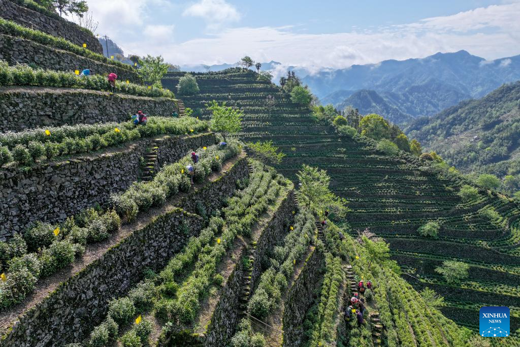 Foto dron bertarikh 10 April 2026 ini menunjukkan petani sedang mengumpulkan daun teh di kampung Wugongling, kaunti Shexian di provinsi Anhui, timur China. (Fan Chengzhu/Xinhua)