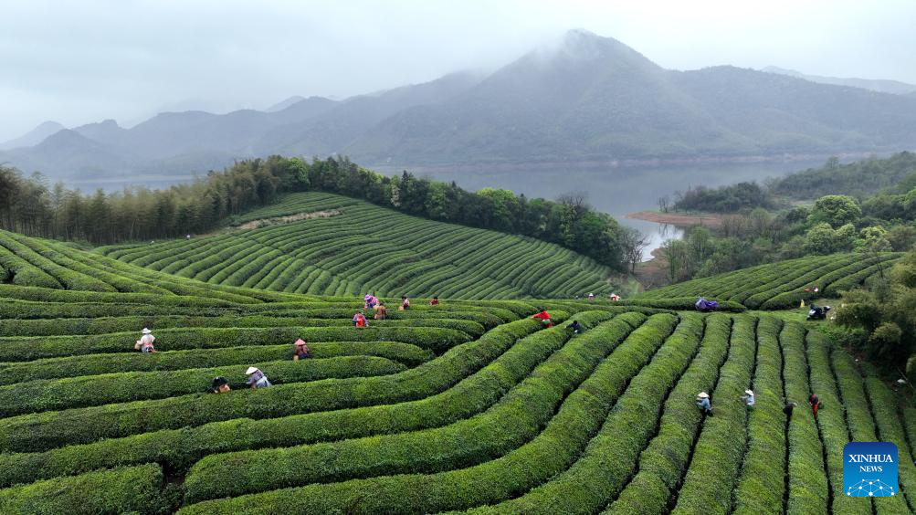 Foto dron bertarikh 10 April 2026 ini menunjukkan petani bekerja di sebuah kebun teh di kampung Beihu, pekan Moganshan, bandar Huzhou di provinsi Zhejiang, timur China. (Xie Shangguo/Xinhua)