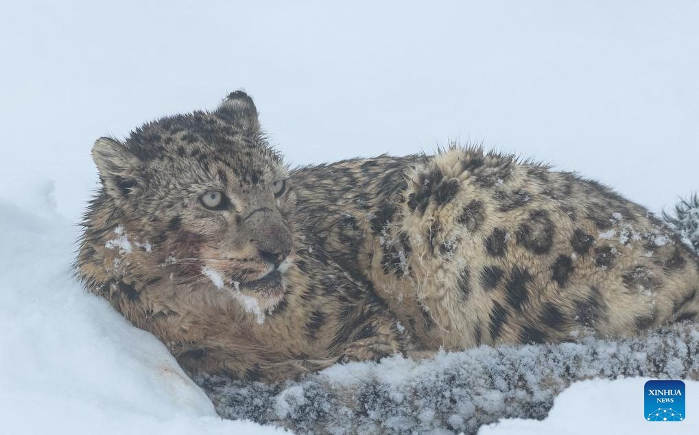 Foto dron bertarikh 12 April 2026 menunjukkan seekor harimau bintang salji di tempat peranginan Lianbao Yeze di kaunti Aba, kawasan autonomi Tibet dan Qiang Aba, provinsi Sichuan, barat daya China. (Foto oleh Yongdan/Xinhua)