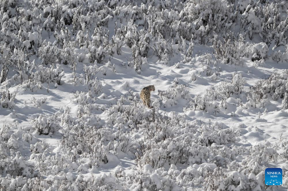 Seekor harimau bintang salji dilihat di tempat peranginan Lianbao Yeze di kaunti Aba, kawasan autonomi Tibet dan Qiang Aba, provinsi Sichuan, barat daya China, 12 April 2026. (Foto oleh Yongdan/Xinhua)