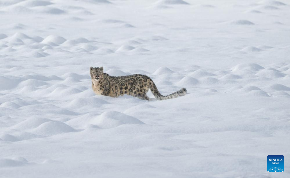 Seekor harimau bintang salji dilihat di tempat peranginan Lianbao Yeze di kaunti Aba, provinsi Sichuan, barat daya China, 12 April 2026. (Foto oleh Yongdan/Xinhua)
