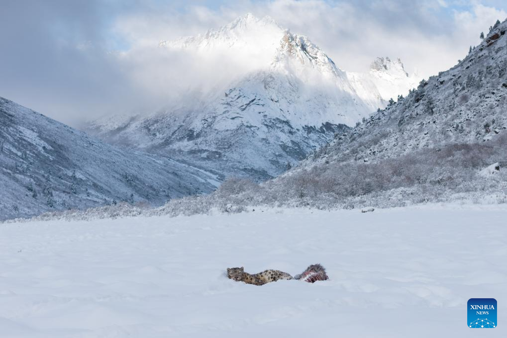 Foto dron bertarikh 12 April 2026 menunjukkan seekor harimau bintang salji di tempat peranginan Lianbao Yeze di kaunti Aba, provinsi Sichuan, barat daya China. (Foto oleh Yongdan/Xinhua)