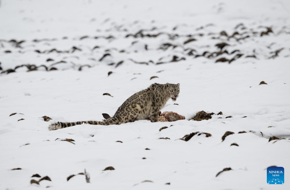Seekor harimau bintang salji dilihat memakan mangsa di tempat peranginan Lianbao Yeze di kaunti Aba, provinsi Sichuan, barat daya China, 12 April 2026. (Foto oleh Yongdan/Xinhua)